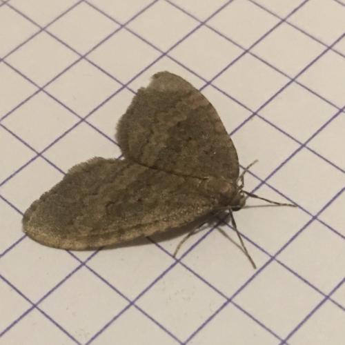 Operophtera brumata